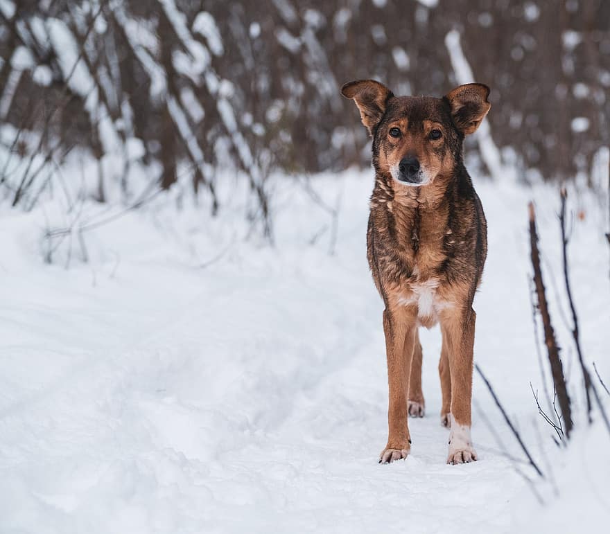 hund, ulv, snø, dyr, vinter, natur, canine, vill, pattedyr, dyreliv, hvit