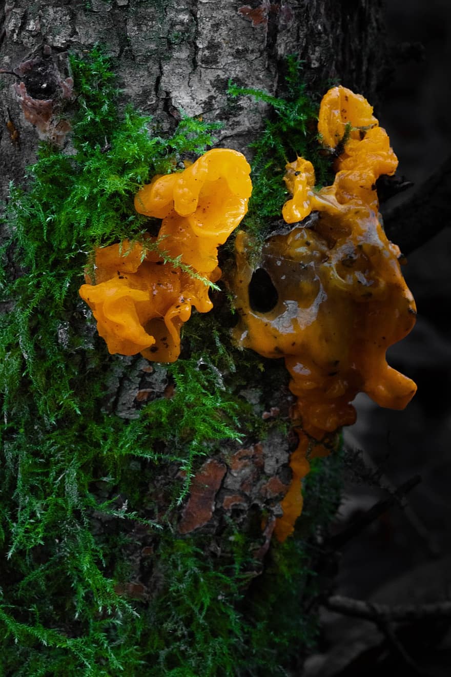 funghi, piante, fungo velenoso, micologia, foresta, selvaggio, avvicinamento, pianta, foglia, giallo, colore verde