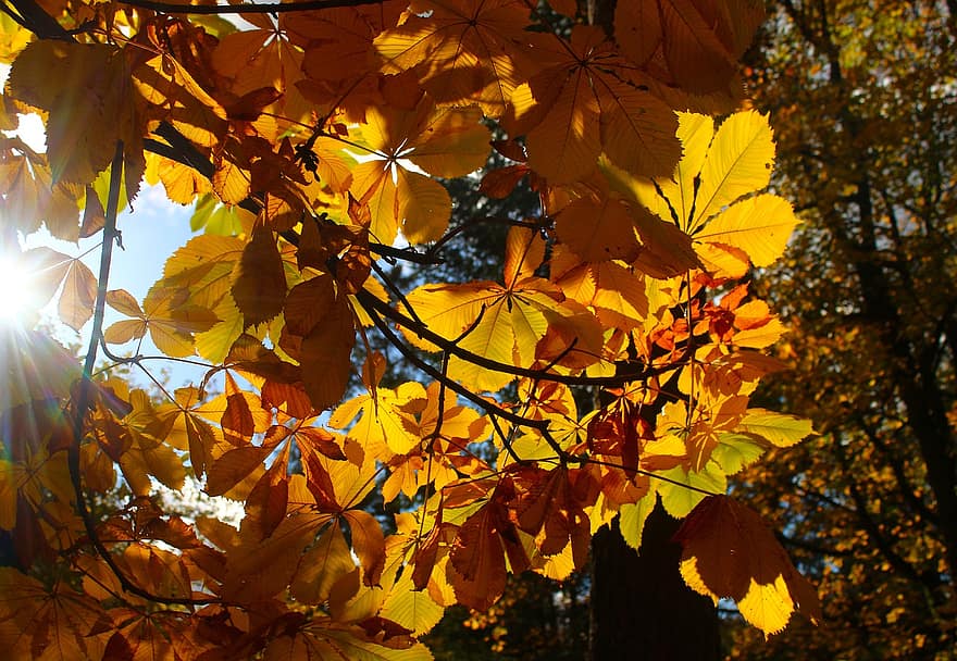 есен, листа, дърво, шума, есенни листа, есенна листа, есенни цветове, есенния сезон, попадат зеленина, цветовете на есента, оранжеви листа