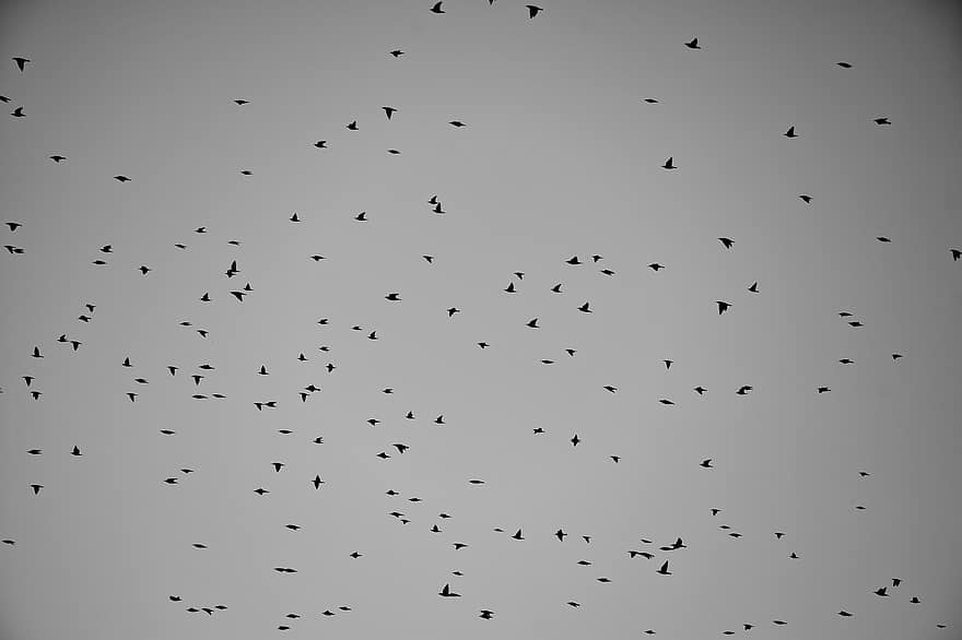 ptáků, stádo, létající, nebe, černobílý, zvířat, let, migrace, pozadí, abstraktní, vzor