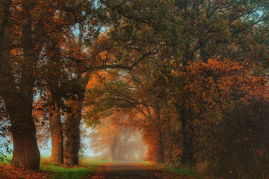 jesień, odchodzi, listowie, ścieżka, szlak, leśna ścieżka, leśny szlak, ścieżka natury, ścieżka przyrodnicza, jesienne liście, kolory jesieni