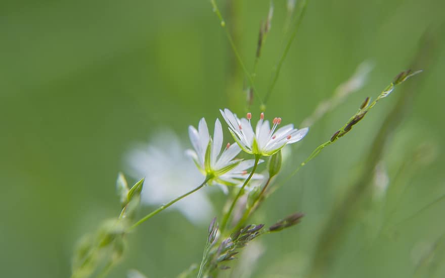 White, Flowers Of The Field, Nature, Grass, Flora, Summer, Flower, Macro, Gentle