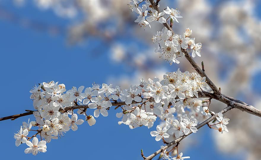 Cherry Blossoms, Sakura, Flowers, Branches, White Flowers, White Petals, Bloom, Blossom, Flora, Nature, Spring