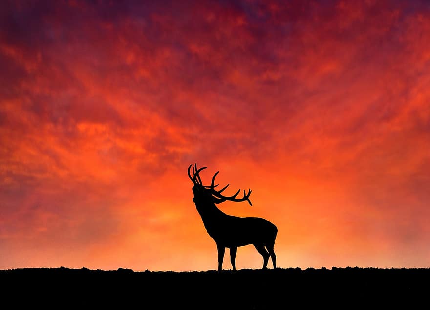 rød hjort, hjort, rød, rød himmel, skumring, solnedgang, natur, buck, dyreliv, reinsdyr, pattedyr