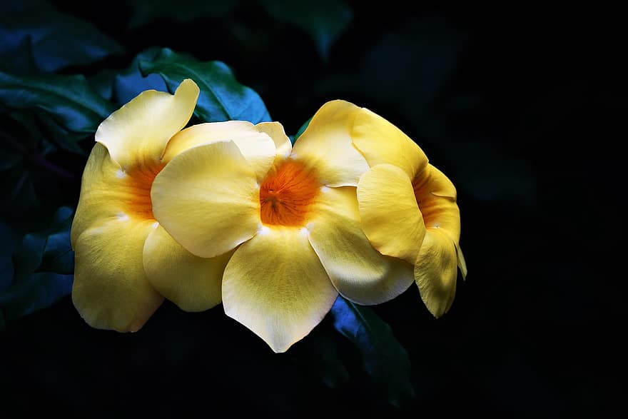 allamanda, κίτρινο αλμαντάντα, Allamanda Chatarthica, άνθος, λουλούδια, κίτρινος