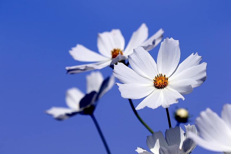 kosmos, bunga-bunga, bunga putih