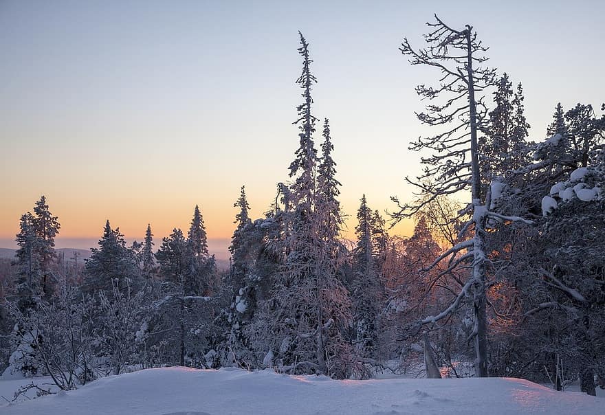 amanecer, invierno, Laponia, bosque, nieve
