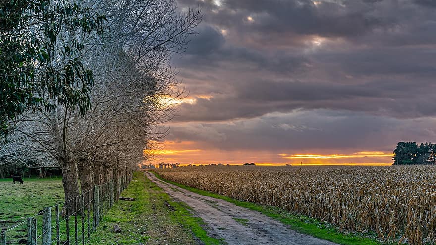 Sunset, Cornfield, Countryside, Dirt Road, Landscape, Forest, Nature, Rural, agriculture, rural scene, farm