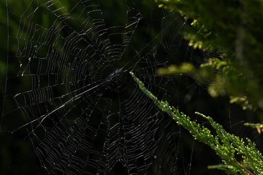păianjen, net, panza de paianjen, capcană, web, natură, arahnide, fir
