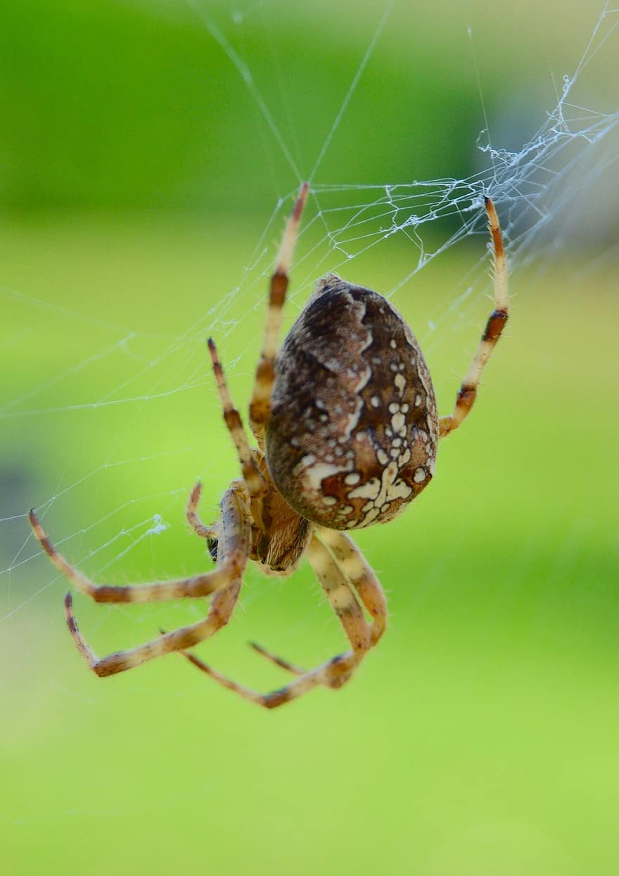 edderkop, arachnid, dyr, web, spindelvæv, dyreliv, natur, edderkoppespind, insekt, tæt på, makro