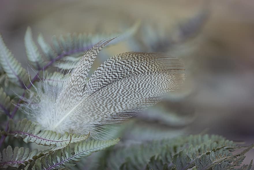 feather, nature, background, fern, plant, close up, bird, pattern, texture, soft, quill