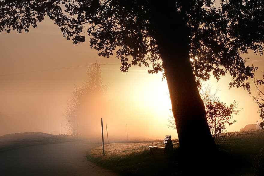 route, brouillard, lever du soleil, arbre, rue, chemin de terre, chemin, banc, la nature, paysage, tomber