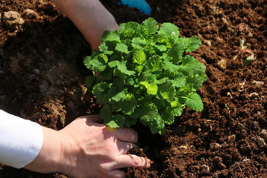 zioła, ogród, żniwny, prace ogrodowe, rośliny, gleba, odchodzi, listowie, zielone liście, zielone zioła, warzywa