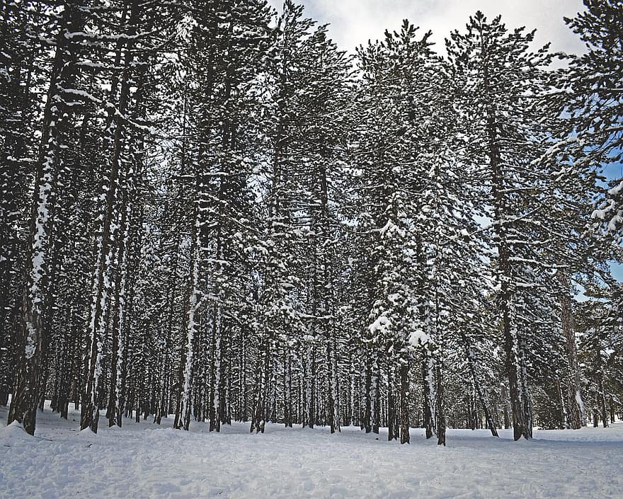 bomen, Bos, sneeuw, winter, winterlandschap, natuur, troodos