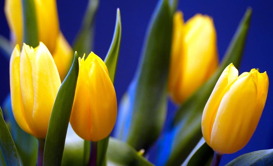tulipani, fiori, mazzo, primavera, fiorire, fioritura, natura
