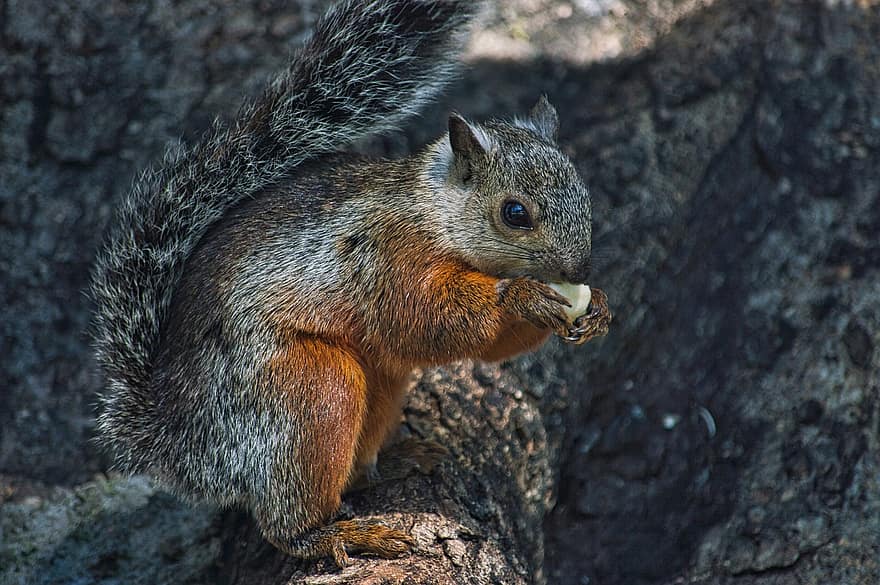 Squirrel, Chipmunk, Rodent, Snack, Tree, Animal, Nature