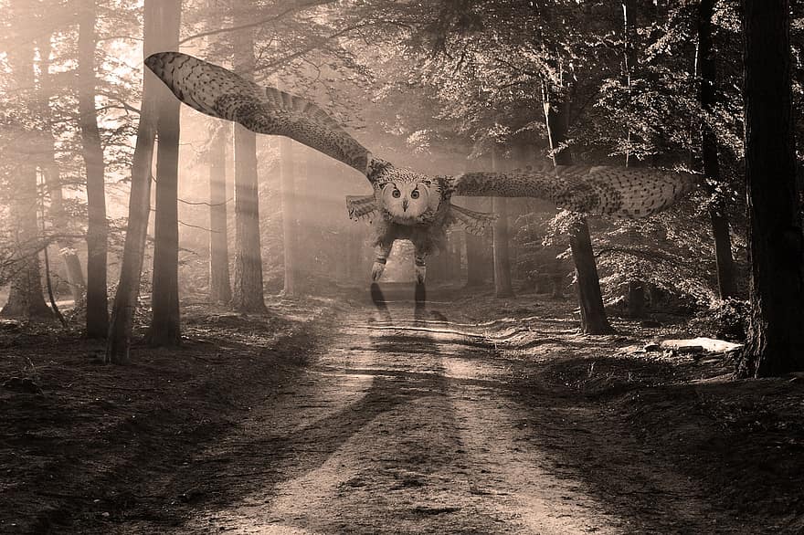 Owl, Forest, Woods, Nature, Sepia, tree, one person, black and white, spooky, women, autumn
