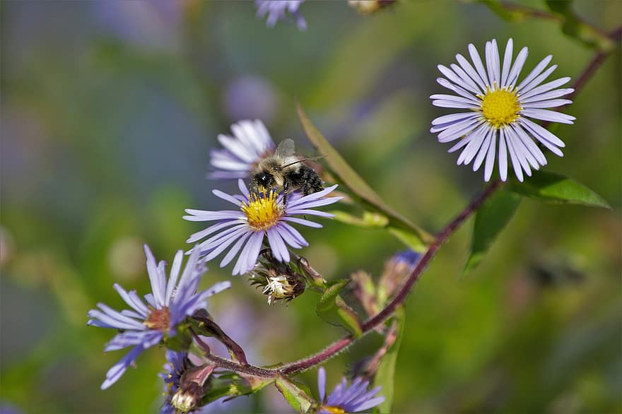 ธรรมชาติ, ดอกไม้, ผึ้ง, bumblebee, แมลง, การผสมเกสรดอกไม้, ดอกเดซี่, กลีบดอก, เบ่งบาน, ดอก, ไม้ดอก