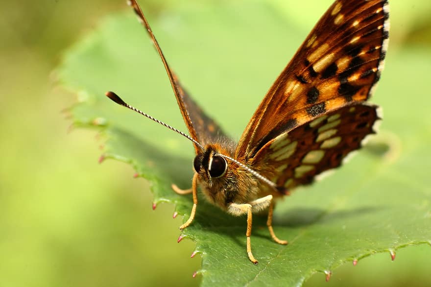 Butterfly, Insect, Moth, Lepidoptera, Entomology, Macro Photography, Close Up, Bokeh, Nature, Animal, Wings