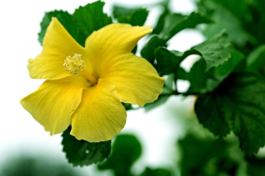Hibiscus, dzeltens hibisks, dzeltens zieds, dārzs, zieds, flora, tuvplāns, lapas, augu, vasarā, ziedlapiņa