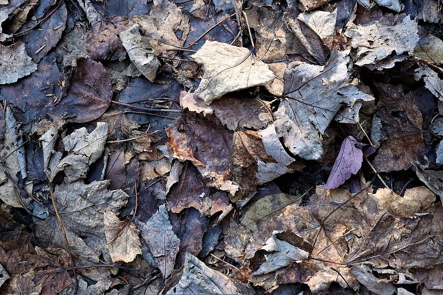 fallen, Herbstblätter, Herbstfarben, getrocknete Blätter, Laub, Natur