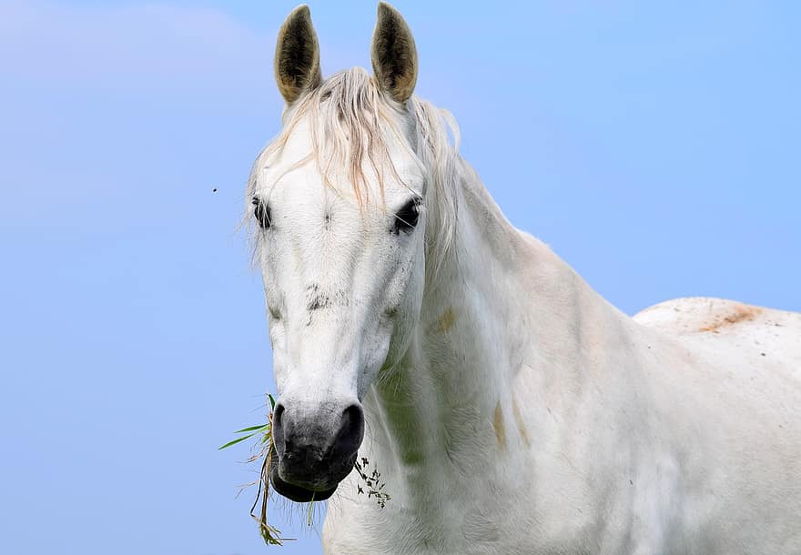 άλογο, ζώο, θηλαστικό ζώο, ίππειος, άσπρο άλογο, αγροτικός, αγρόκτημα, εξοχή