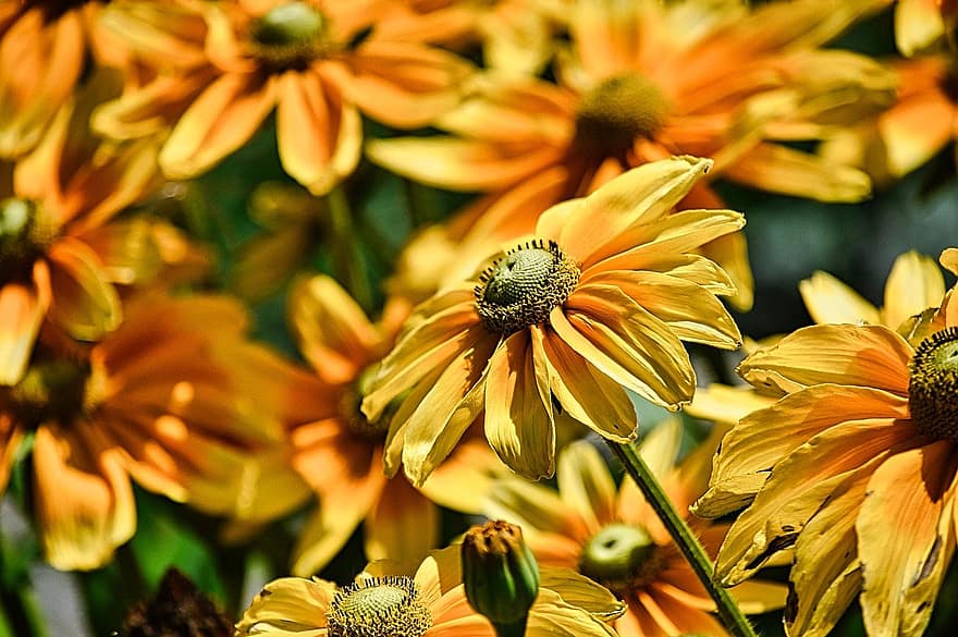 Blumen, gelbe Blumen, Garten, Natur, Nahansicht, Blume, Pflanze, Sommer-, Gelb, Blütenblatt, Schönheit in der Natur