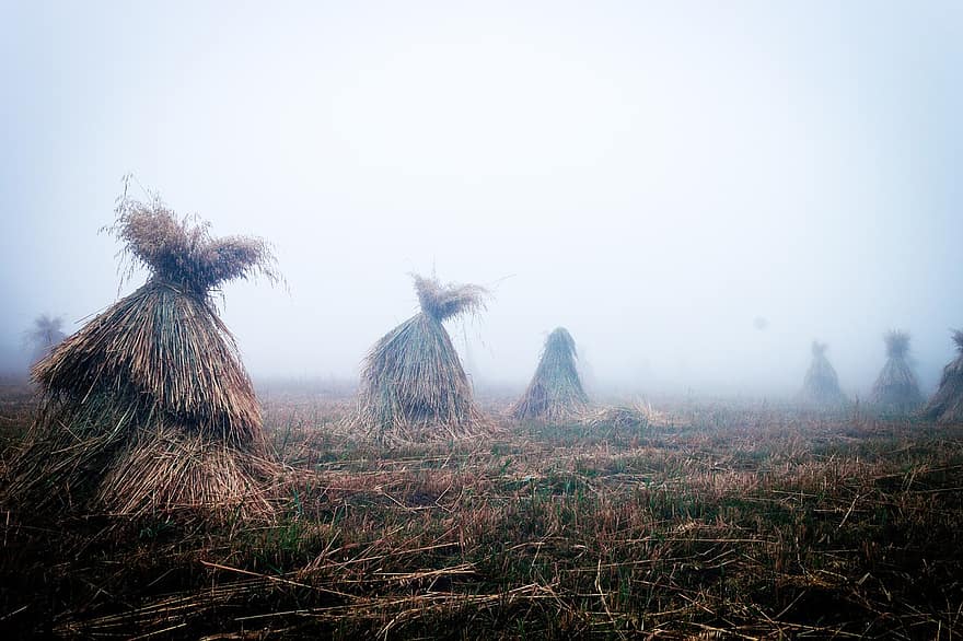 campo, colheita, nebuloso, México, natureza, panorama, névoa, névoa da manhã