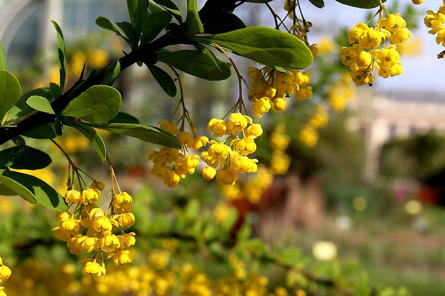 berberis, blommor, växt, gula blommor, blomma, vår, trädgård, natur, botanisk, blad, gul