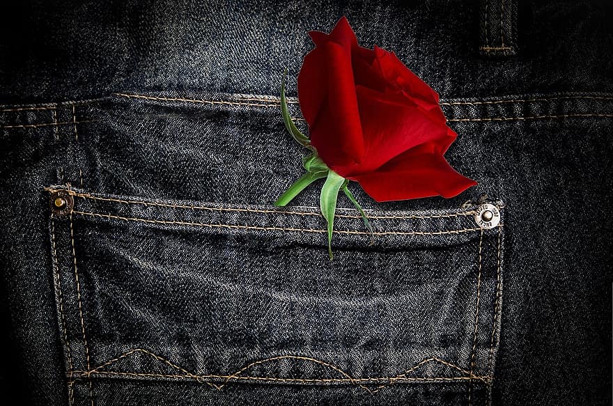 byxor, reste sig, blomma, röd, rosenblommar, bakgrund, jeans