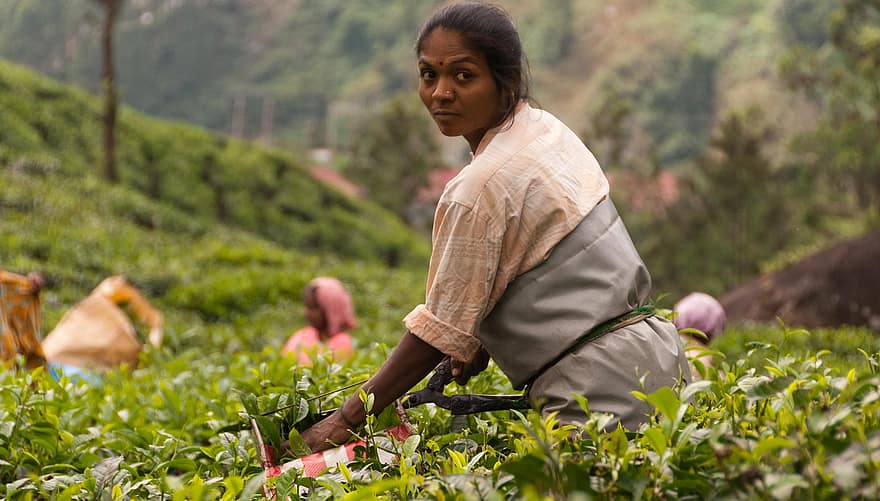 plantare de ceai, recolta, agricultură