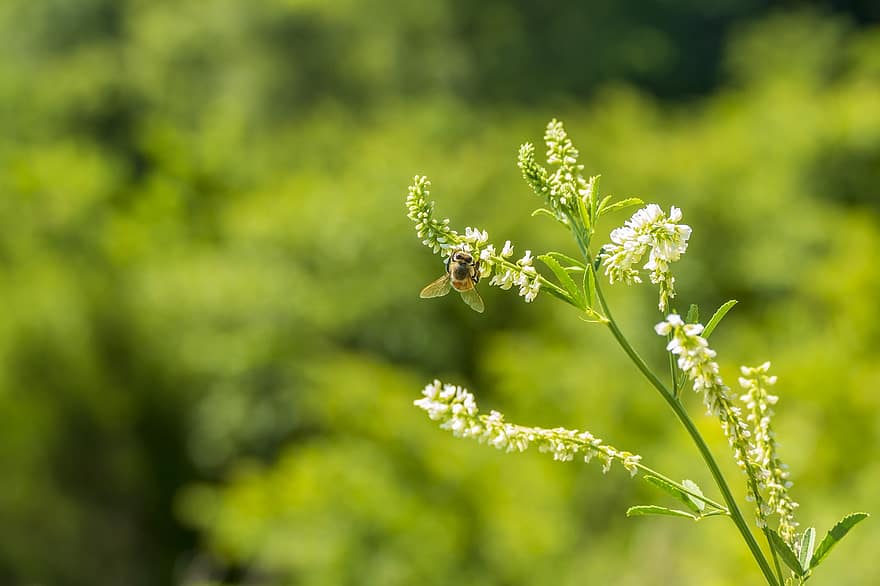albină, insectă, natură, gândac, polen, a inflori, nectar, Miere, albine, inflori, primăvară