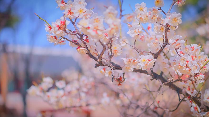 Kwiat Wiśni, sakura, wiosna, różowy, kwiaty, Natura, rośliny, Korea, kwiat, Republika Korei, anton
