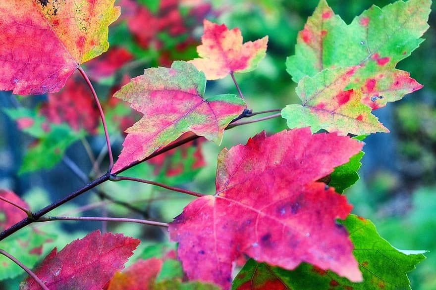 Daun-daun, alam, musim gugur