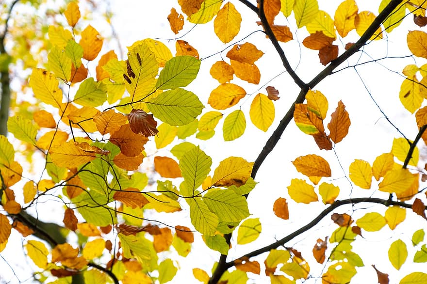 ősz, levelek, lombozat, őszi levelek, őszi lombozat, őszi színek, őszi szezon, esik lombozat, természet, ágak