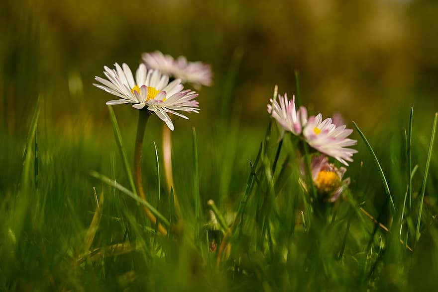Daisy, Flowers, Plants, Grass, Petals, Bloom, Flora, Lawn, Spring, Nature
