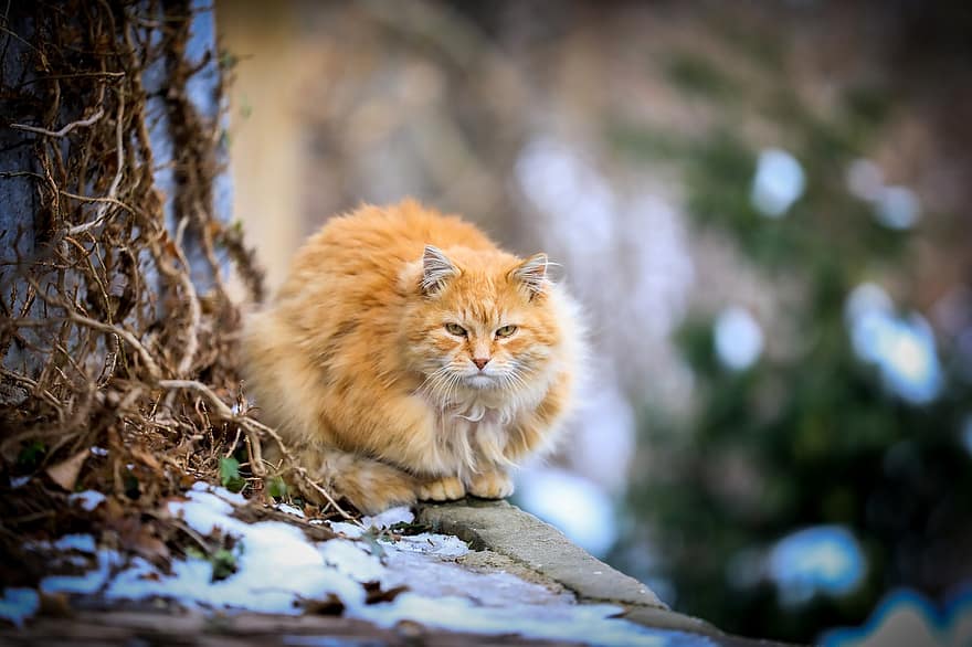 gato, mascota, animal, retrato, Gato domestico, felino, mamífero, peludo, nieve