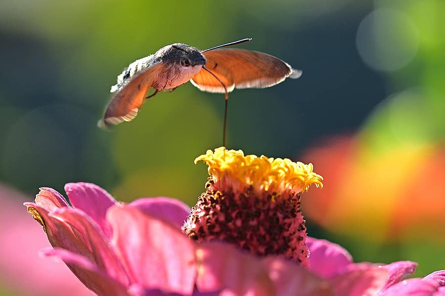 Kolibri-Falke-Motte, Pollen, streuen, Zinnie, pinke Blume, rosa Blütenblätter, Flügel, Blume, geflügelte Insekten, Insekt, Entomologie