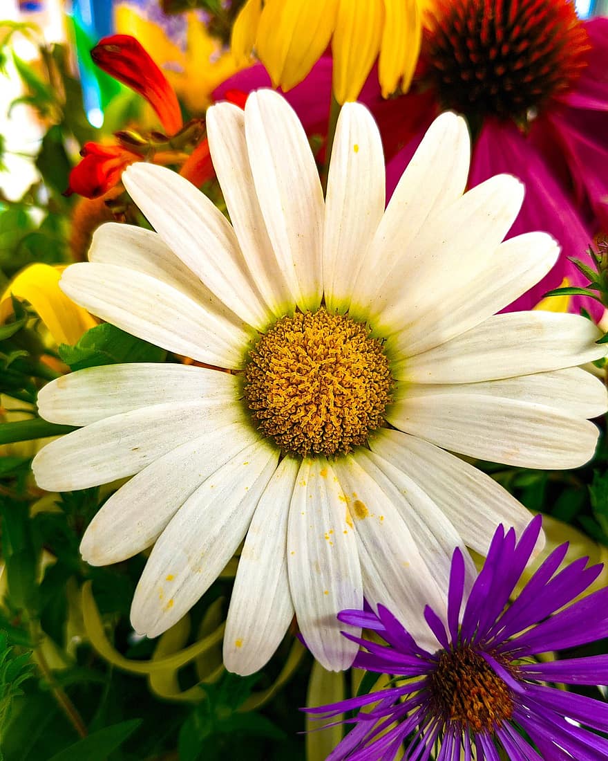 bloem, witte bloem, tuin-, bloemblaadjes, witte bloemblaadjes, bloeien, bloesem, flora, natuur, fabriek