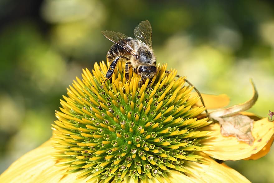 Bie, insekt, blomst, flora, pollen, honningbie, honning, birøkter, birøkt, natur