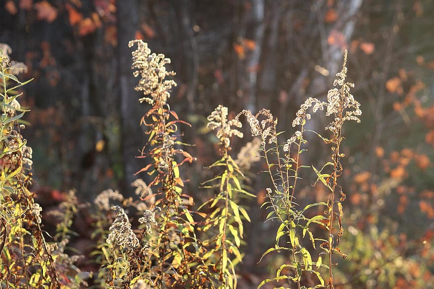 Dried Flowers, Dried Goldenrod, Forest, Autumn, Nature, Flora