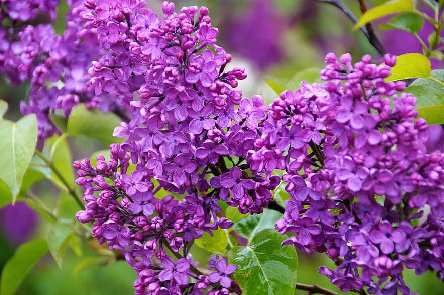 syreenit, violetti, kukat, kukinto, kevät, kukinnan, Puska, violetit kukat, terälehdet, violetit terälehdet, kukinta