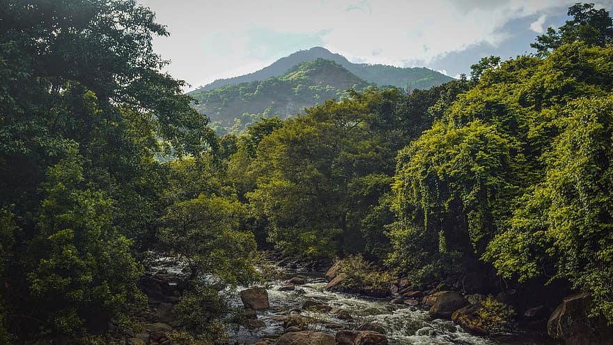 rivier-, Bos, natuur, stroom, bomen, berg-, landschap, bossen, water, Kerala, wayanad