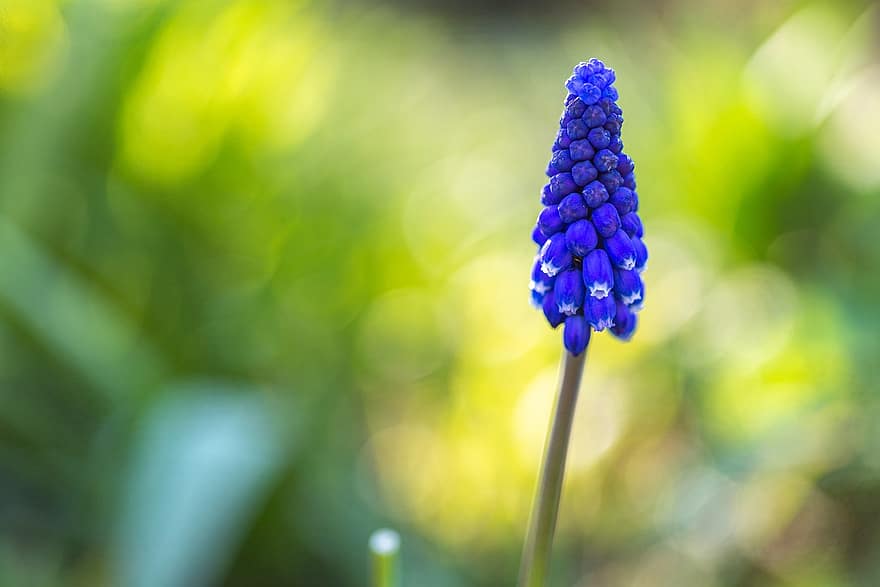hyacint, květ, muscari, rostlina, jaro, flóra