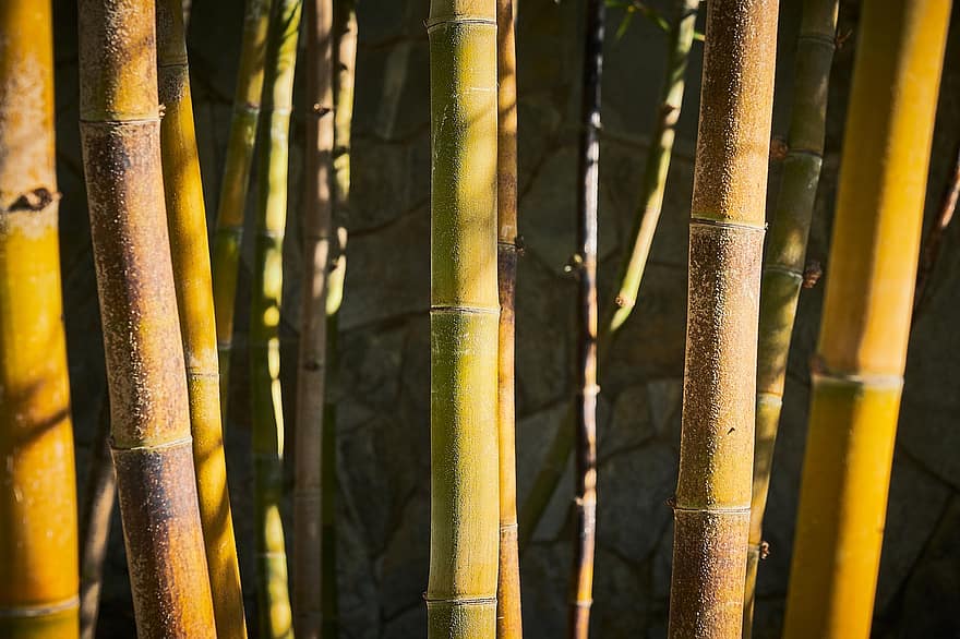 Bambus, Wald, Pflanze, Baum, Blatt, Ast, grüne Farbe, Wachstum, Nahansicht, Hintergründe, tropisches Klima