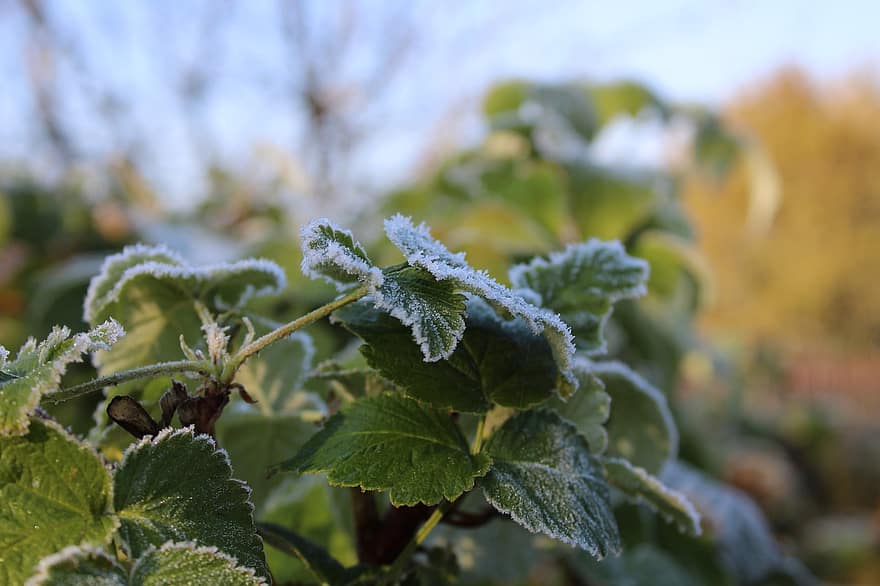 Raspberry Bush, Frost, Leaves, Growth, leaf, close-up, green color, plant, summer, freshness, season