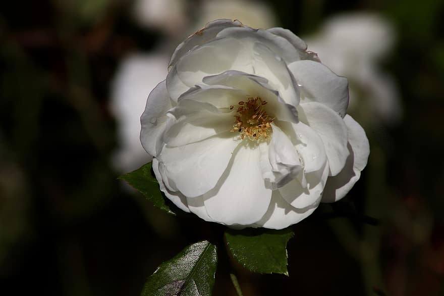 Rosa, pétalos, flor, arbusto rosa, flor blanca, de cerca, pétalo, planta, hoja, cabeza de flor, verano