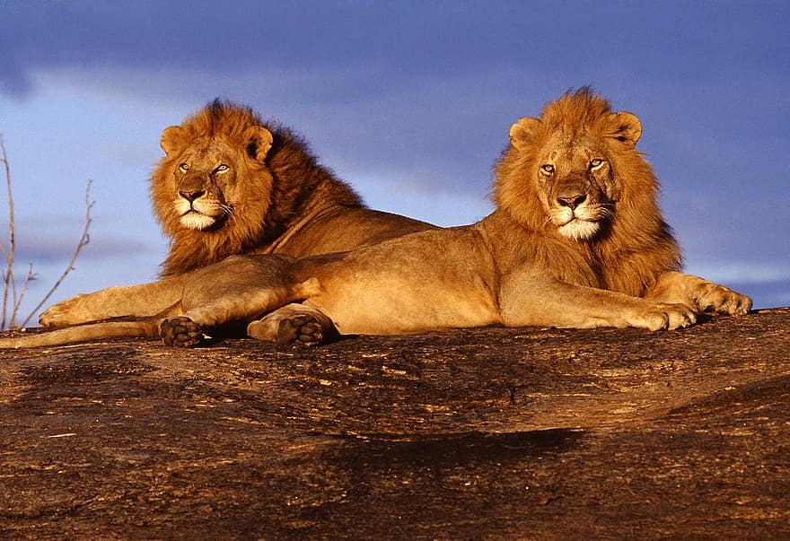 lleons, animals, crinera, mamífers, depredador, vida salvatge, safari, zoo, naturalesa, fotografia de fauna salvatge, desert