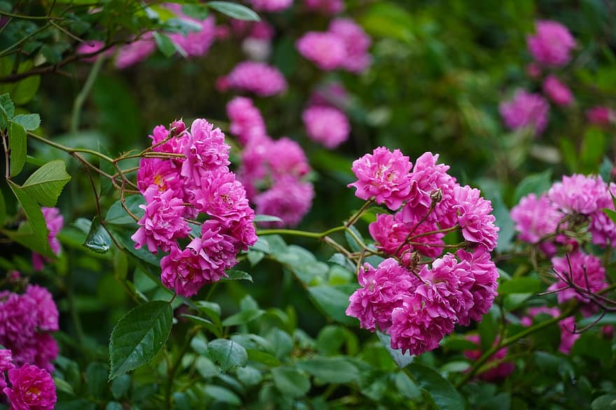 пион, розовый, цвести, цветение, природа, весна, Флора, летом, завод, сад, романтик