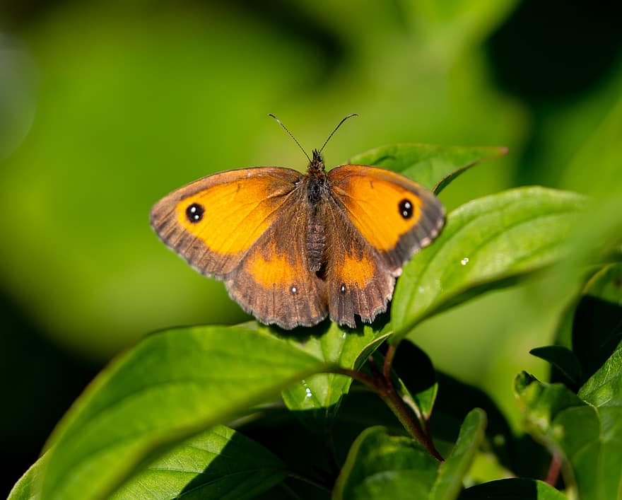 poortwachter, vlinder, bruine vlinder, Pyronia Tithonus, natuur, bruin
